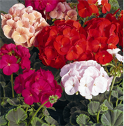 Пеларгония зональная Буллз Ай F1 Микс - 3шт  /Г10. 6019