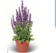 Шалфей превосходный Мерло Блю - 5 семян /Е5 6020