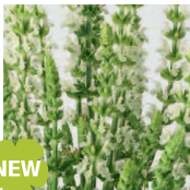 Шалфей превосходный Мерло Вайт - 5 семян /Е5 6023