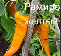 Перец сладкий Рамиро желтый - 5 семян.* 5864