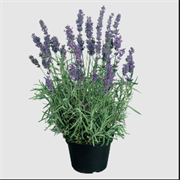 Лаванда узколистная (Lavandula angustifolia) Hidcote блю - 10 семян /Д2 6031