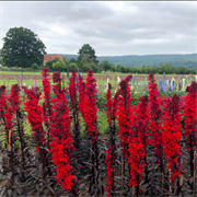 Лобелия фульгенс Королева Виктория (Lobelia fulgens) - 10 драже 6032