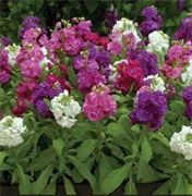 Маттиола  (Matthiola incana) Hot Cakes микс -10 семян 6035