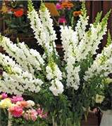 Львиный зев OPUS F1 Оли вайт -10шт  /Д4 6039