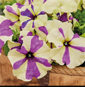 Петуния гибридная многоцветковая Shake грейпберри - 10драже /Б13 6041