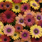 Остеоспермум Akila  Смесь гавайских цветов - 3 шт/Б1. 6042