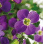 Обриета  Одри (AUDREY) F1 Блю шейдс - 10 шт   /Д12. 6024