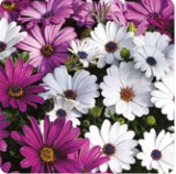 Остеоспермум F1 Асти mix-5 шт/Б1 1124