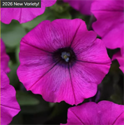 Петуния ампельная Шок Вейв виолет  - 5 драже/Б2. 6055