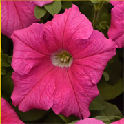 Петуния крупноцветковая F1 СУПЕРКАСКАДНАЯ Пинк -10 драже/A8. 6057