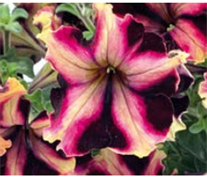 Петуния крупноцветковая F1 Can Can Арлекин Burgundy Yellow - 10драже /Б1.3 5612