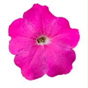 Петуния BOOM! HD гибридная многоцветковая пинк - 10 драже /Б9. 6063