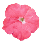 Петуния BOOM! HD гибридная многоцветковая салмон - 10 драже /Б9. 6062