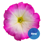 Петуния BOOM! HD гибридная многоцветковая розе морн - 10 драже /Б9 6064