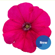 Петуния BOOM! HD гибридная многоцветковая розе  - 10 драже /Б9. 6065