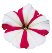 Петуния мультифлора СЕЛЕБРИТИ Rose star-10 драже /Б8 804