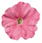 Петуния мультифлора СЕЛЕБРИТИ Салмон-10 драже /Б8. 6066