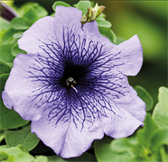 Петуния крупноцветковая ЛИМБО синий с прожилками - 10драже/А12* 6068