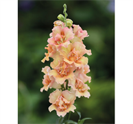 Львиный зев DoubleShot  персиковый  - 10 шт /Д6. 5601