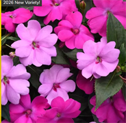 Бальзамин межвидовый  Соларскэйп (Solarscape XL) Бриллиант Джемс микс- 3 сем /Г3. 5991