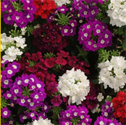 Вербена гибридная КВАРЦ микс - 10 шт /Г12. 1988