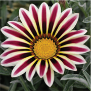 Гацания Кисс Frosty White Flame -5шт   /Е3. 6082