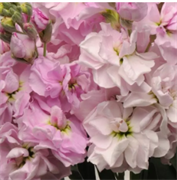 Маттиола Катц Черри блоссом - 10 семян/Г14 6085