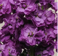 Маттиола Катц Черри блю - 10 семян /Г14 6086