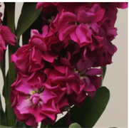 Маттиола Катц кримсон - 10 семян/ Г14 6088