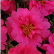 Портулак Happy Trails Фуксия -5мдраже /Б16. 6091