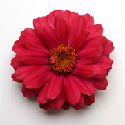 Цинния мариландская махровая ДАБЛ ЗАХАРА  черри - 5шт/В1. 6097