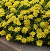 Цинния мариландская махровая ДАБЛ ЗАХАРА  желтая - 5шт/В1. 6098