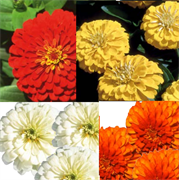 Цинния элеганс Мастер - 10 семян 6099