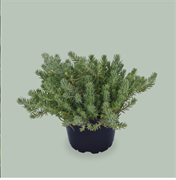 Седум (Sedum forsterianum) Oracle - 10шт   /Д12. 6103