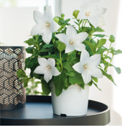 Платикодон Поп стар (Pop Star) - 5 шт /Е6 6106