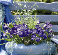 Колокольчик карпатский Pearl Дип блю - 10сем  /Е7. 6108