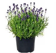Лаванда узколистная Scent Mini Blue - 5 шт  /Д2 6109