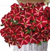 Петуния многоцветковая F1 ДЖОКОНДА  Burgundy Yellow- 5 драже/A5 5318