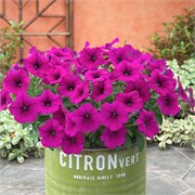 Петуния ампельная TRILOGY Purple Gen2 - 5драже /A1. 6112