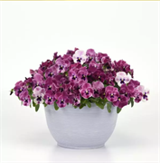 Фиалка Виттрока ампельная Top Wave пинк шейдс - 5 семян 6120