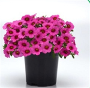 Калибрахоа Классик Розе бласт (Calibrachoa Classique Rose Blast) - 5 драже/Б1 6116