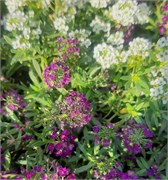 Алиссум Клия Кристал микс - 20 семян  /Д3.* 6126