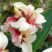 Канна Каннова (Cannova)  Блашинг Айвори - 2 сем 6129