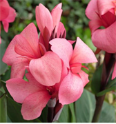 Канна Каннова (Cannova)  Дип Пинк - 2 сем 6130