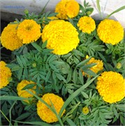 Бархатцы прямостоячие Биг Топ золотистый - 10 семян /В6. 5718