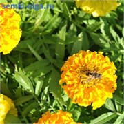 Бархатцы прямостоячие Биг Топ микс - 10 семян /В6.* 6131