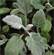 Цинерария Сильвердаст -10шт /Е12.* 6134