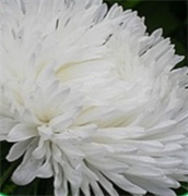 Астра Хризантелла Plantom of the Opera - 10 шт   /Е15 4646