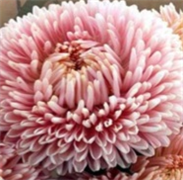 Астра Хризантелла Lotos Flower - 10 шт   /Е15 4639