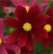 Космея Соната Красные оттенки -10шт /Г15 6143